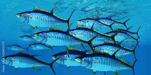 School of Yellowfin Tuna - Yellowfin tuna fish swim in large groups looking for their prey such as large schools of ocean herring fish. photo