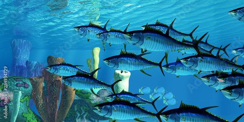 Yellowfin Tuna and Reef - Black-backed Butterflyfish swim in the opposite direction as a school of Yellowfin tuna swim over a sponge filled reef.