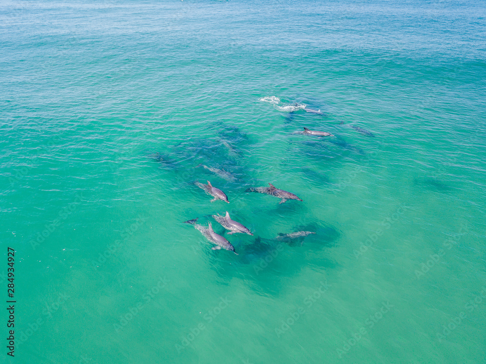 A pod of dolphins playing in the water 