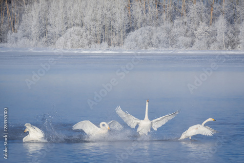 Fight of swans. A swan attacks another bird. "Lebedinyj" Swan Nature Reserve, "Svetloye" lake, Urozhaynoye Village, Sovetsky District, Altai region, Russia