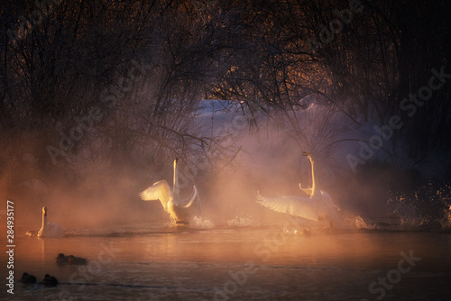 Fight of swans. A swan attacks another bird. "Lebedinyj" Swan Nature Reserve, "Svetloye" lake, Urozhaynoye Village, Sovetsky District, Altai region, Russia © Nikolay Denisov