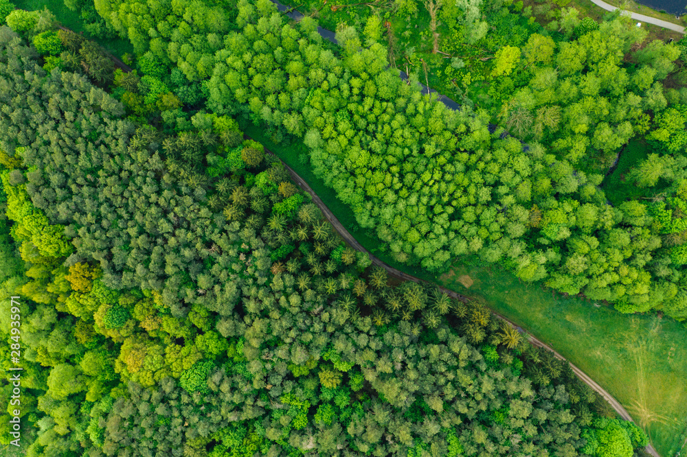 Top down view of the forest, aerial drone photography, Poland, Europe.