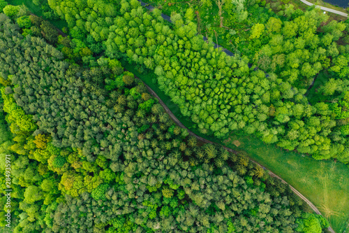 Top down view of the forest, aerial drone photography, Poland, Europe. © marcinjozwiak