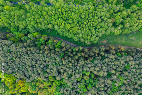 Top down view of the forest, aerial drone photography, Poland, Europe. © marcinjozwiak