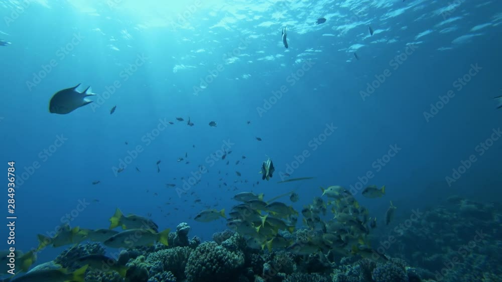 School of tropical fishes are swimming under the Red Sea on a reef at Sharm El-Sheikh
