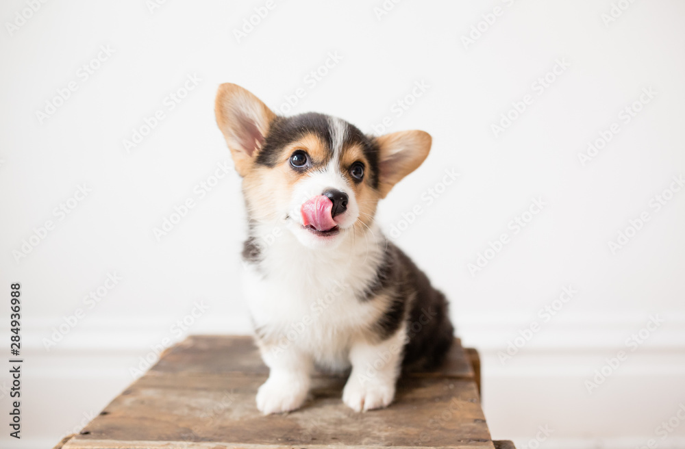 Cute small corgi puppy sitting looking up licking nose Cute small corgi puppy sitting looking up licking nose