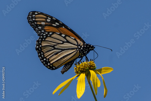 Monarch butterfly on yellow flower photo