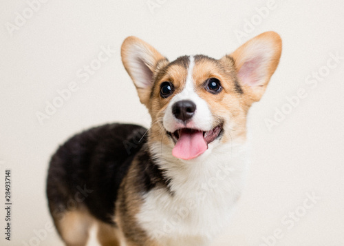 Cute tricolor corgi puppy on neutral bright background panting photo