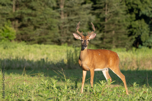 Male white-tailed deer (Odocoileus virginianus) in field, Berks County, Pennsylvania