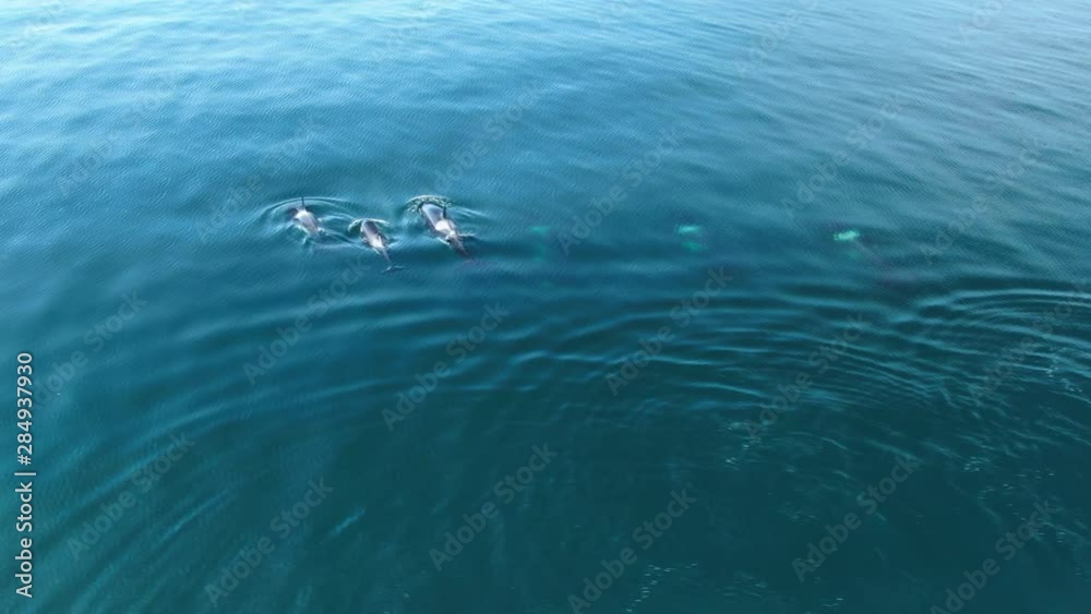 Group of Killer whales Orcinus orca traveling in blue ocean water, wildlife aerial shot, natural background Group of Killer whales Orcinus orca traveling in blue ocean water, wildlife aerial shot, natural background