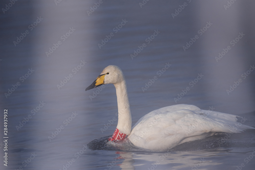 Swan with a red bandage on his neck. Ornithologists and veterinarians tagged a swan. Swan with a red bandage on his neck. Ornithologists and veterinarians tagged a swan.