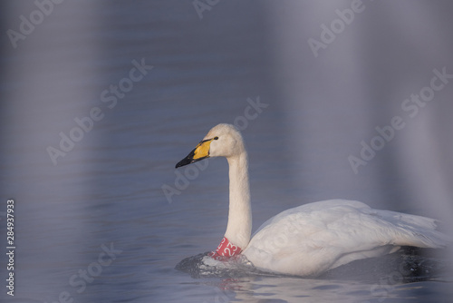 Swan with a red bandage on his neck. Ornithologists and veterinarians tagged a swan. 