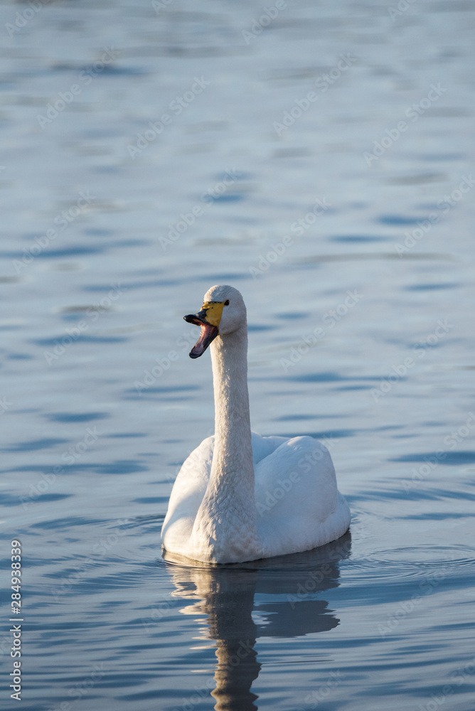 A lone swan swims in the winter on the lake. A lone swan swims in the winter on the lake.