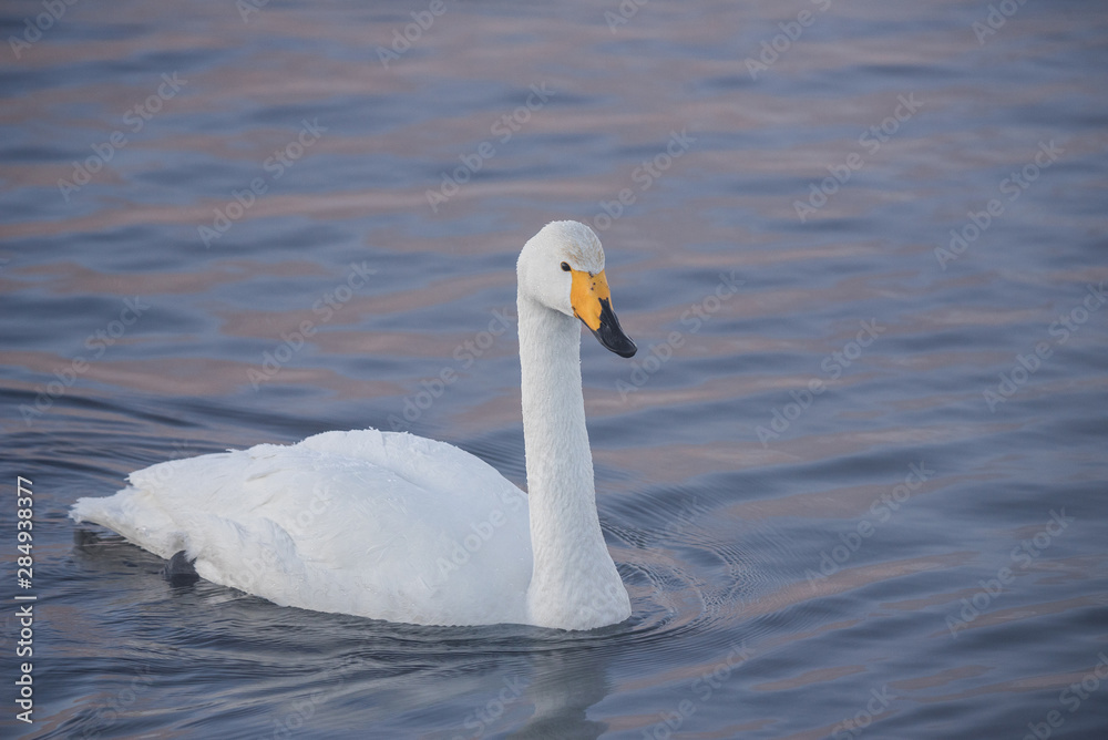 A lone swan swims in the winter on the lake. A lone swan swims in the winter on the lake.