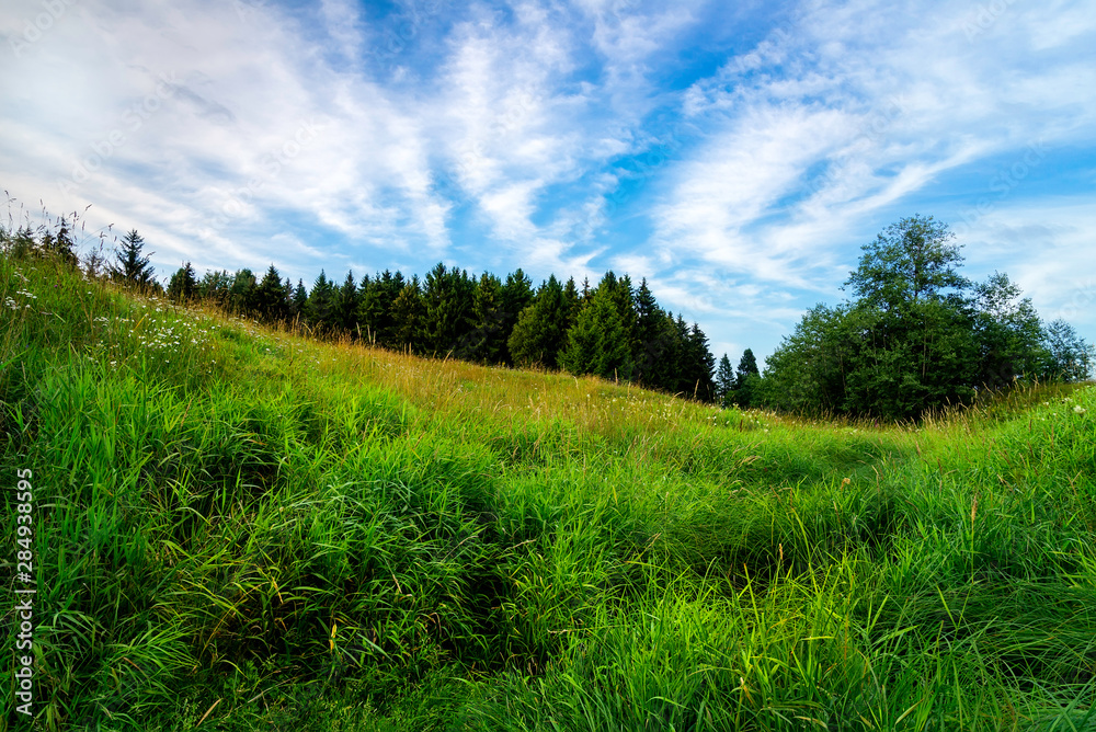 Beautiful rural landscape. Meadow with fresh green grass, flowers and spruce forest in the background Beautiful rural landscape. Meadow with fresh green grass, flowers and spruce forest in the background
