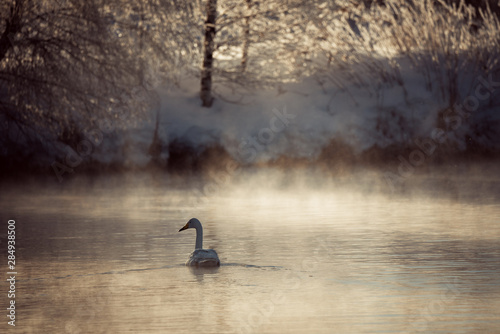 A lone swan swims in the winter on the lake. 