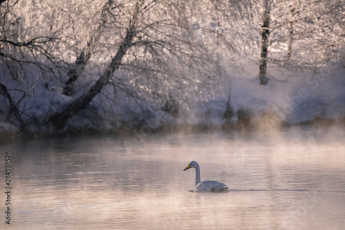 A lone swan swims in the winter on the lake.  Lebedinyj  Swan Nature Reserve   Svetloye  lake  Urozhaynoye Village  Sovetsky District  Altai region  Russia