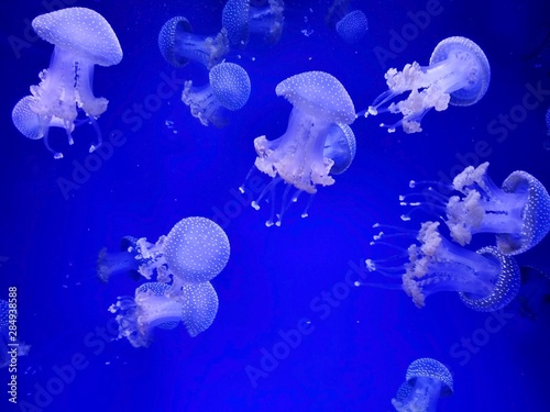 Jellyfish with neon glow light effect in sea aquarium
