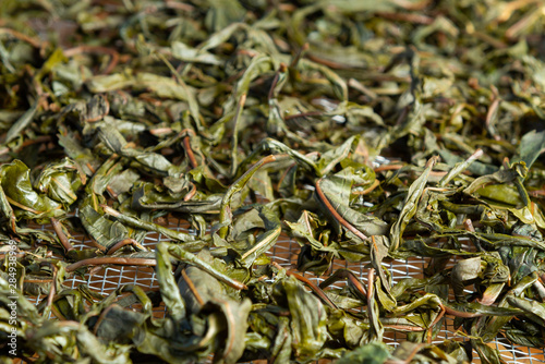 Process of making tea from blooming Sally known as Russian Ivan tea or Koporye tea, preparing leaves for fermentation, preparing leaves for drying photo