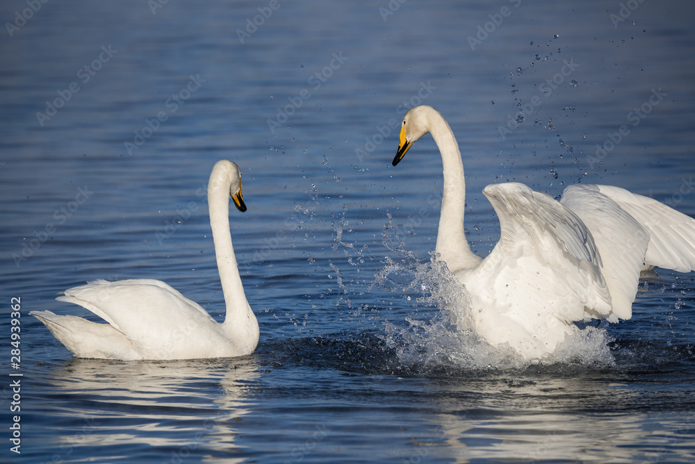 Two swans in love swim beautifully on a winter lake. Two swans in love swim beautifully on a winter lake.