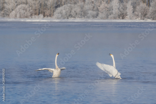 Two swans in love swim beautifully on a winter lake.  Lebedinyj  Swan Nature Reserve   Svetloye  lake  Urozhaynoye Village  Sovetsky District  Altai region  Russia