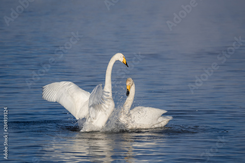 Two swans in love swim beautifully on a winter lake. "Lebedinyj" Swan Nature Reserve, "Svetloye" lake, Urozhaynoye Village, Sovetsky District, Altai region, Russia