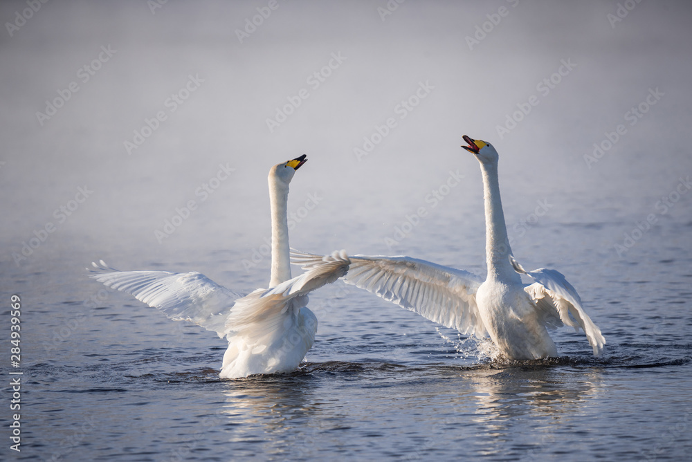 Obraz premium Two swans in love swim beautifully on a winter lake. 