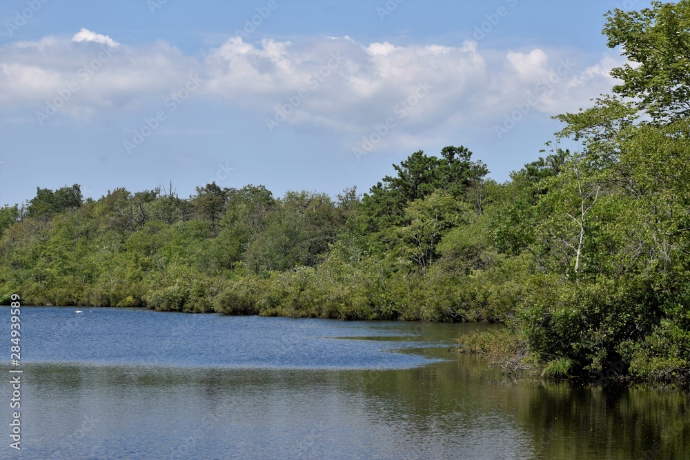 lake in forest lake in forest