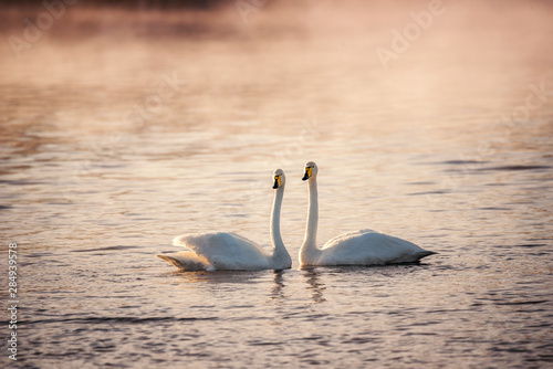 Two swans in love swim beautifully on a winter lake.  Lebedinyj  Swan Nature Reserve   Svetloye  lake  Urozhaynoye Village  Sovetsky District  Altai region  Russia