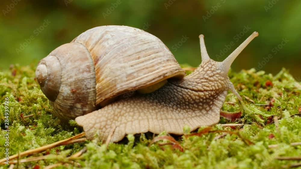 Grape snail crawling on the green moss, the clam slowly moving walking on a rainy summer day, concept wildlife and nature.