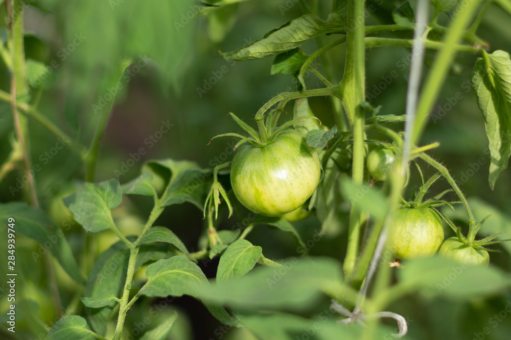 A tied branch with ripening tomatoes, still green A tied branch with ripening tomatoes, still green