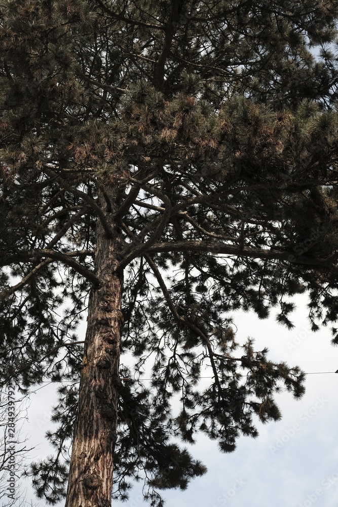 Fototapeta premium Pine tree