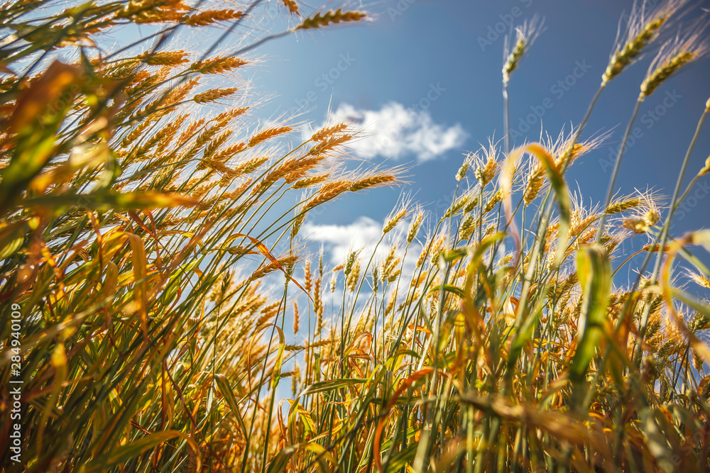 Obraz premium Wheatfield against a blue sky