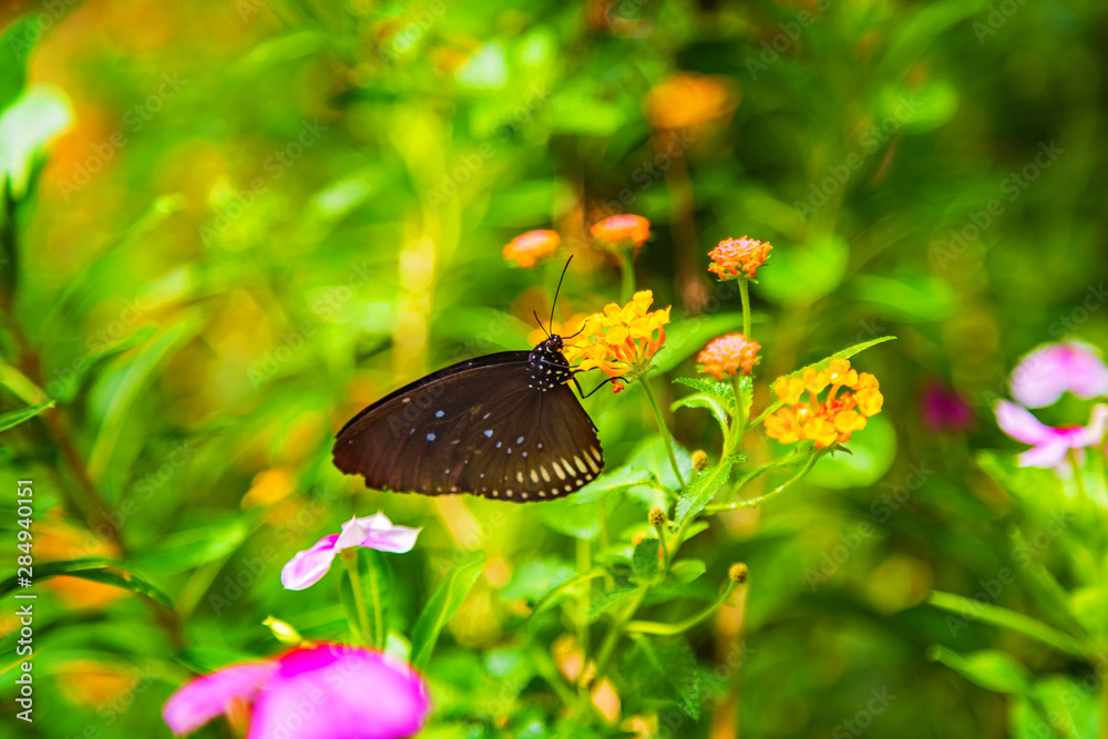 Obraz premium Butterfly sitting on a flower with green leaves in sunlight