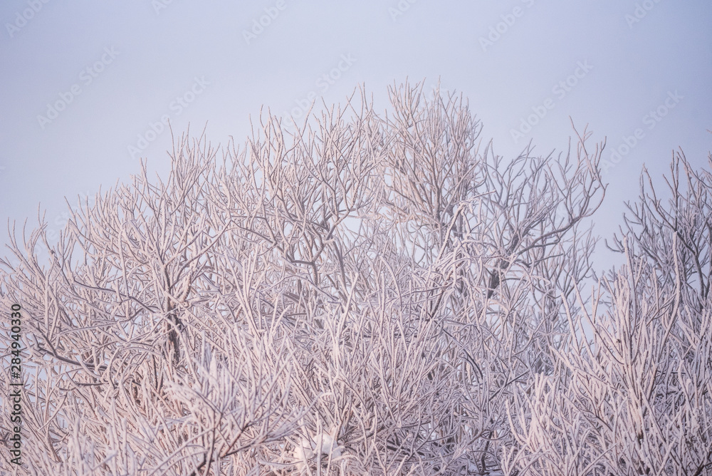 Frosted tree branches on a frosty winter morning in the fog. Frosted tree branches on a frosty winter morning in the fog.