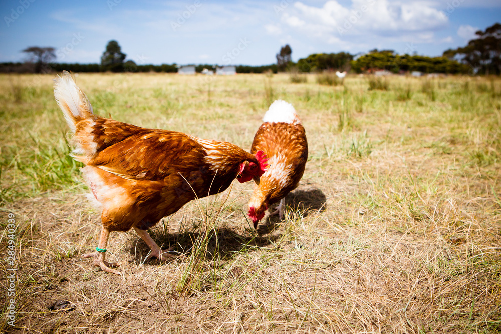 Fototapeta premium Chickens In A Field