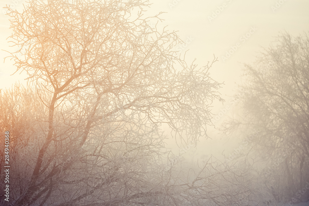 Obraz premium Frosted tree branches on a frosty winter morning in the fog. 