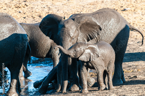 A herd of African Elephants -Loxodonta Africana- Drinking from, and bathing, in the Chudop Waterhole in Etosha National Park, Namibia. photo