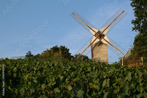 Fototapeta Moulin et vignes de Sannois
