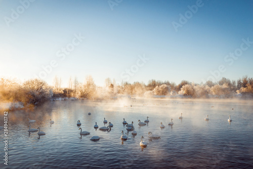 View of the winter lake with swans. "Lebedinyj" Swan Nature Reserve, "Svetloye" lake, Urozhaynoye Village, Sovetsky District, Altai region, Russia