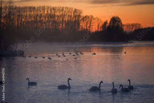 View of the winter lake with swans.  Lebedinyj  Swan Nature Reserve   Svetloye  lake  Urozhaynoye Village  Sovetsky District  Altai region  Russia