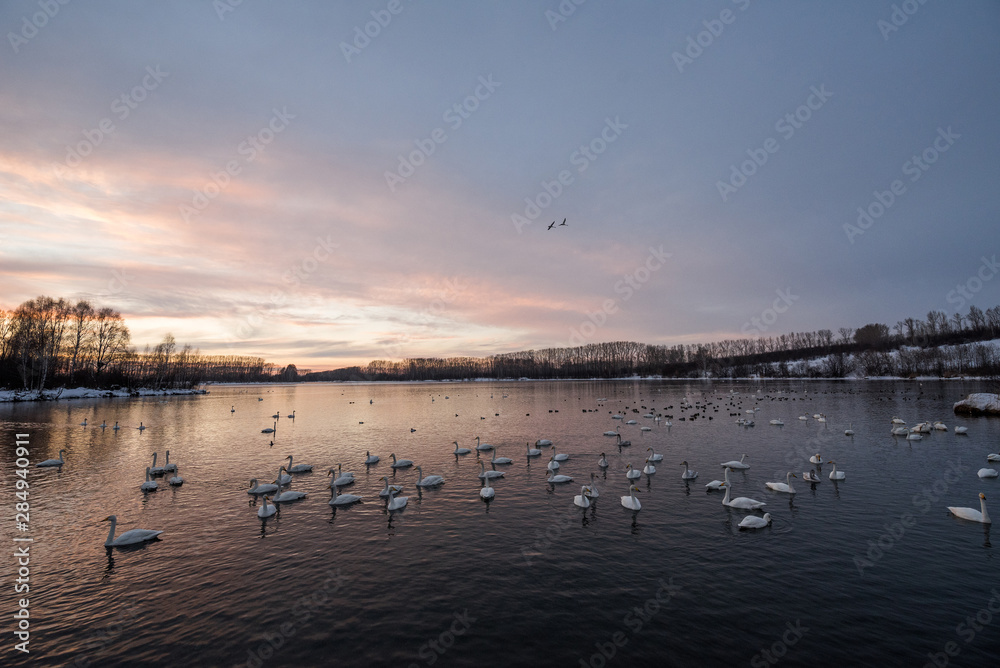 View of the winter lake with swans. 