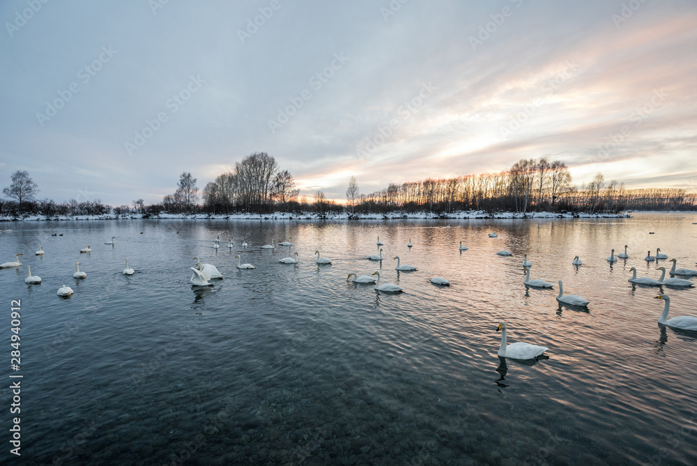 Obraz premium View of the winter lake with swans.