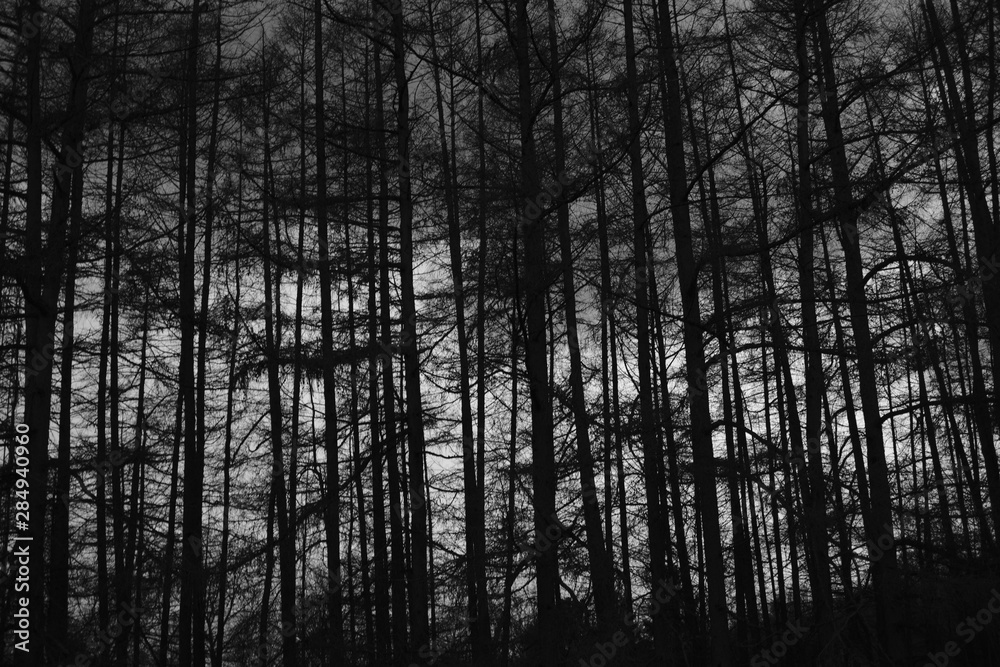 Abstract Forest Sky Nature Abstract Forest Sky Nature