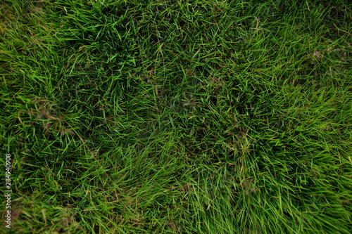 the texture is lush green grass