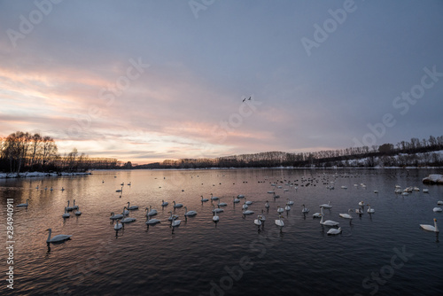 View of the winter lake with swans. "Lebedinyj" Swan Nature Reserve, "Svetloye" lake, Urozhaynoye Village, Sovetsky District, Altai region, Russia © Nikolay Denisov
