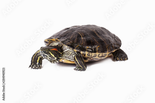 Red ear slider turtle walking towards isolated on white background. Semi aquatic trachemys scripta elegans old tortoise pet