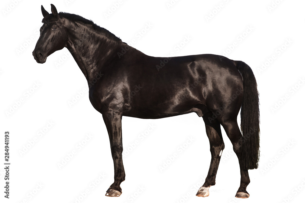 Fototapeta Czarny koń na białym tle. Czarny koń na białym tle. Czarny koń odizolowywający na białym tle.
