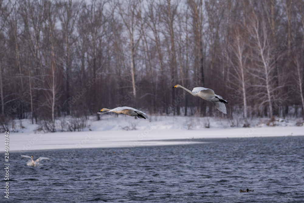 Fototapeta premium A group of swans flying over the lake. 
