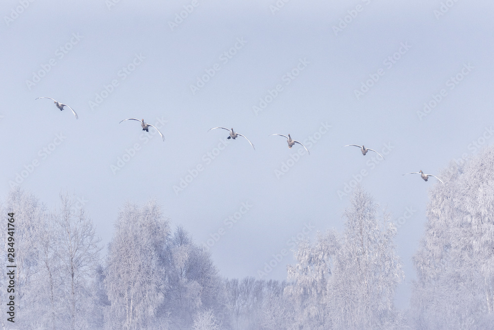 A group of swans flying over the lake. A group of swans flying over the lake.